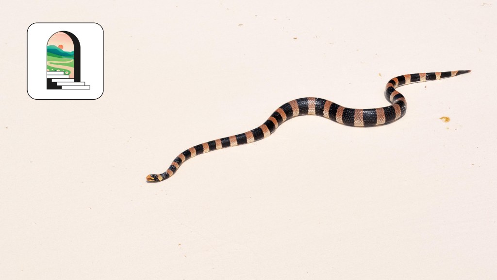 Why Step on&nbsp;Snakes?